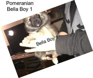 Pomeranian Bella Boy 1