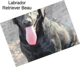 Labrador Retriever Beau