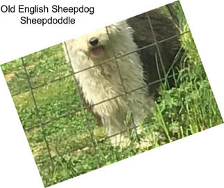 Old English Sheepdog Sheepdoddle