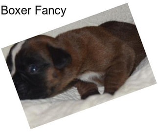 Boxer Fancy