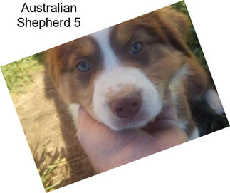 Australian Shepherd 5