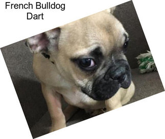 French Bulldog Dart