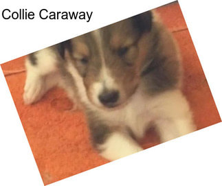 Collie Caraway