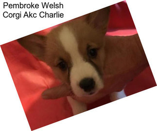 Pembroke Welsh Corgi Akc Charlie