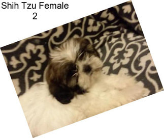 Shih Tzu Female 2