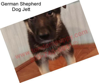 German Shepherd Dog Jett