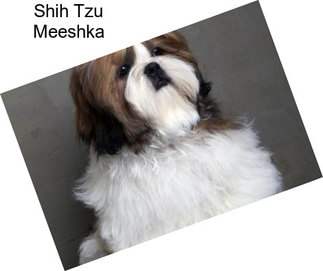 Shih Tzu Meeshka