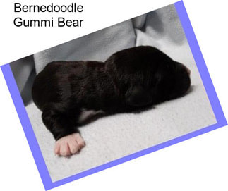 Bernedoodle Gummi Bear
