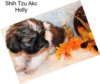 Shih Tzu Akc Holly