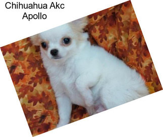 Chihuahua Akc Apollo