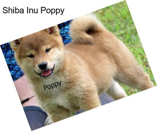 Shiba Inu Poppy