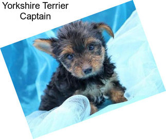 Yorkshire Terrier Captain