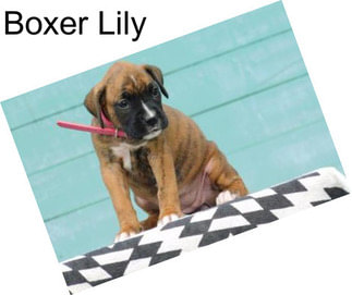 Boxer Lily