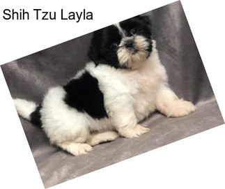 Shih Tzu Layla