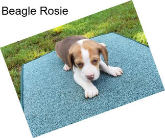 Beagle Rosie