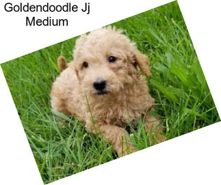 Goldendoodle Jj Medium