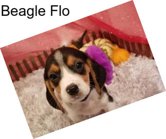 Beagle Flo