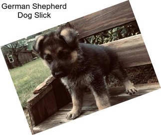 German Shepherd Dog Slick
