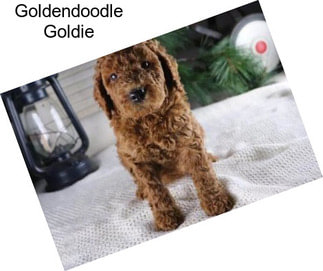 Goldendoodle Goldie