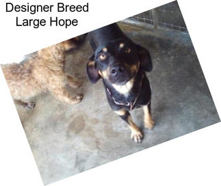 Designer Breed Large Hope