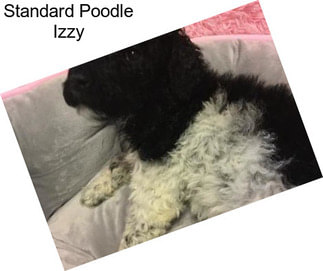 Standard Poodle Izzy