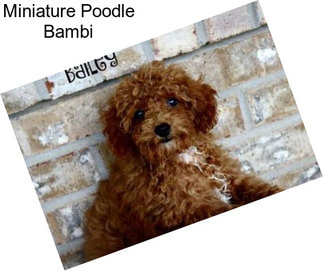 Miniature Poodle Bambi