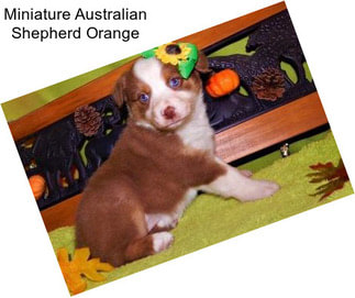Miniature Australian Shepherd Orange