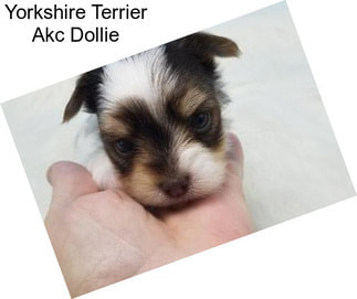 Yorkshire Terrier Akc Dollie