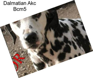 Dalmatian Akc Bcm5