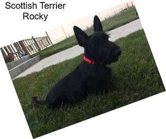 Scottish Terrier Rocky