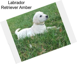 Labrador Retriever Amber
