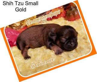 Shih Tzu Small Gold