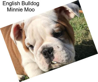 English Bulldog Minnie Moo