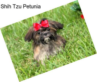 Shih Tzu Petunia