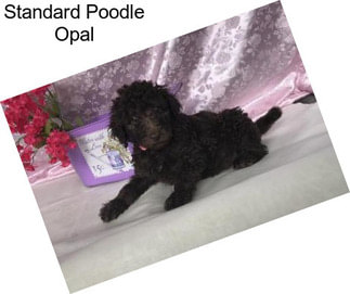 Standard Poodle Opal