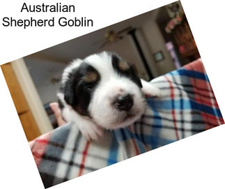 Australian Shepherd Goblin