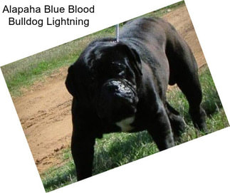 Alapaha Blue Blood Bulldog Lightning