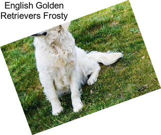 English Golden Retrievers Frosty
