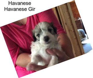 Havanese Havanese Gir