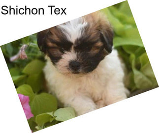 Shichon Tex