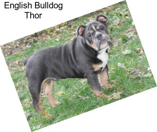 English Bulldog Thor