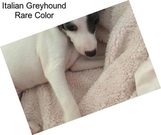 Italian Greyhound Rare Color
