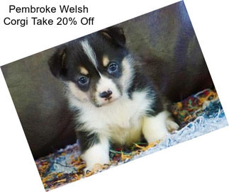 Pembroke Welsh Corgi Take 20% Off