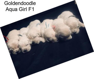 Goldendoodle Aqua Girl F1