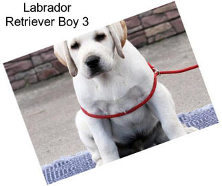 Labrador Retriever Boy 3