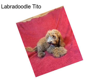 Labradoodle Tito