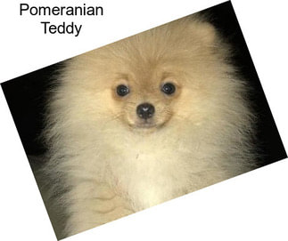 Pomeranian Teddy