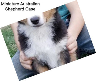 Miniature Australian Shepherd Case