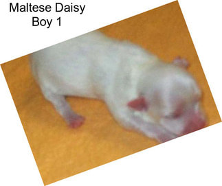 Maltese Daisy Boy 1