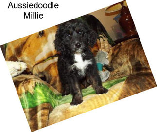 Aussiedoodle Millie